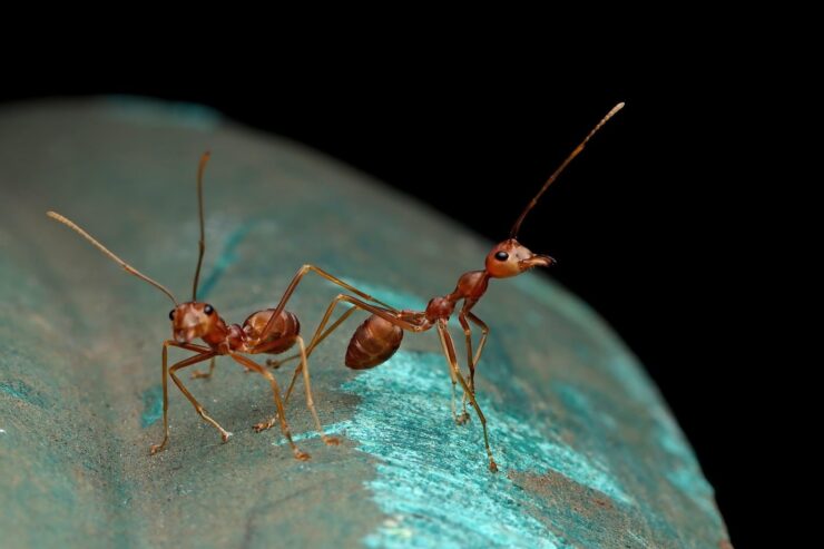 ants